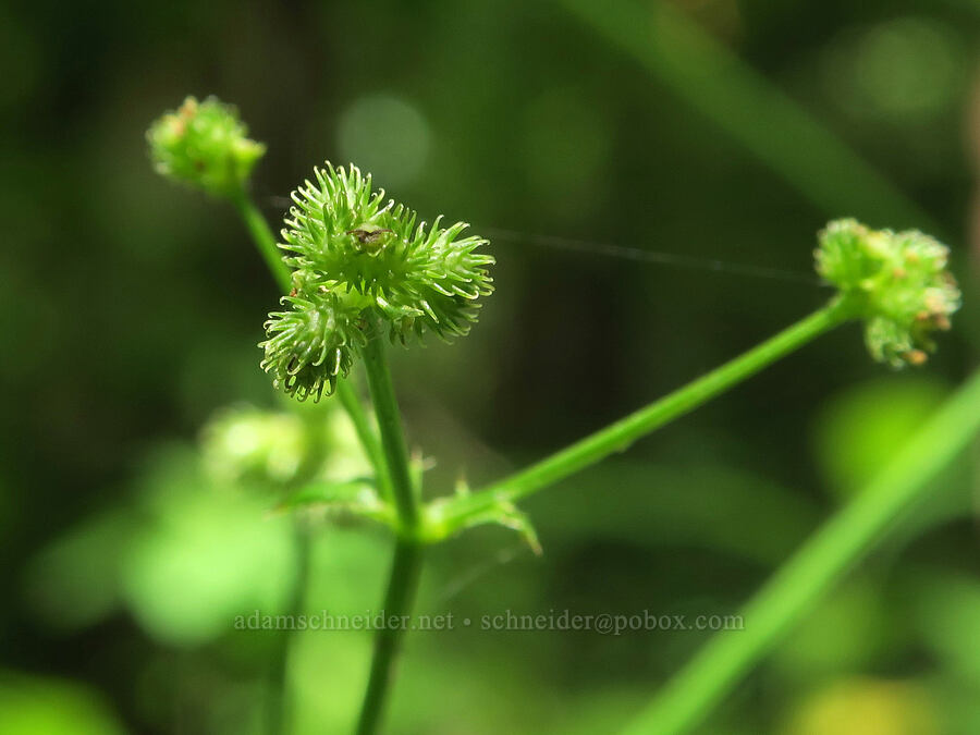 Pacific sanicle, going to seed (Sanicula crassicaulis) [Finley National Wildlife Refuge, Benton County, Oregon]