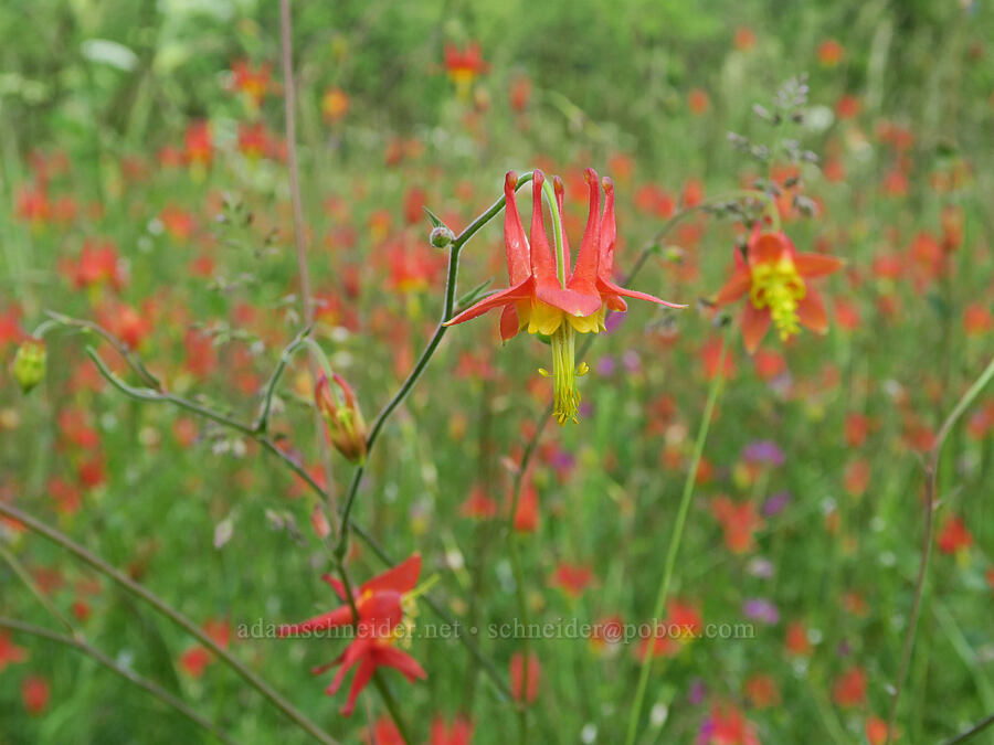 western columbine (Aquilegia formosa) [Finley National Wildlife Refuge, Benton County, Oregon]