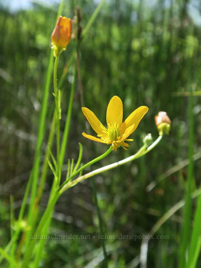 straight-beak buttercup (Ranunculus orthorhynchus var. orthorhynchus) [Finley National Wildlife Refuge, Benton County, Oregon]