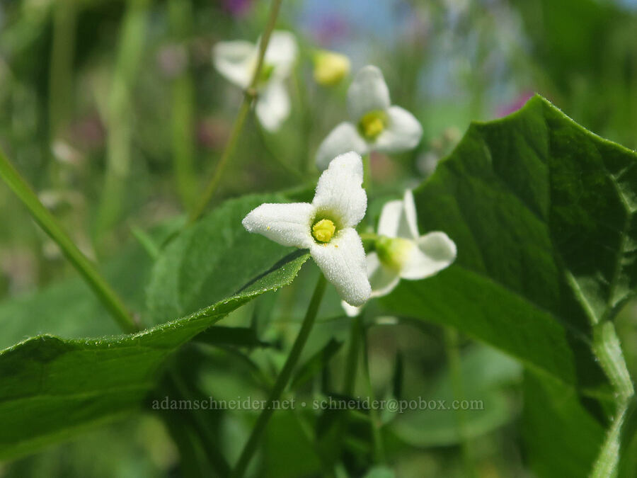 coastal manroot with 3 petals (Marah oregana (Marah oreganus)) [Finley National Wildlife Refuge, Benton County, Oregon]
