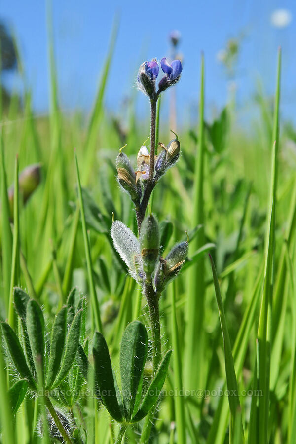 miniature lupine (Lupinus bicolor) [Finley National Wildlife Refuge, Benton County, Oregon]