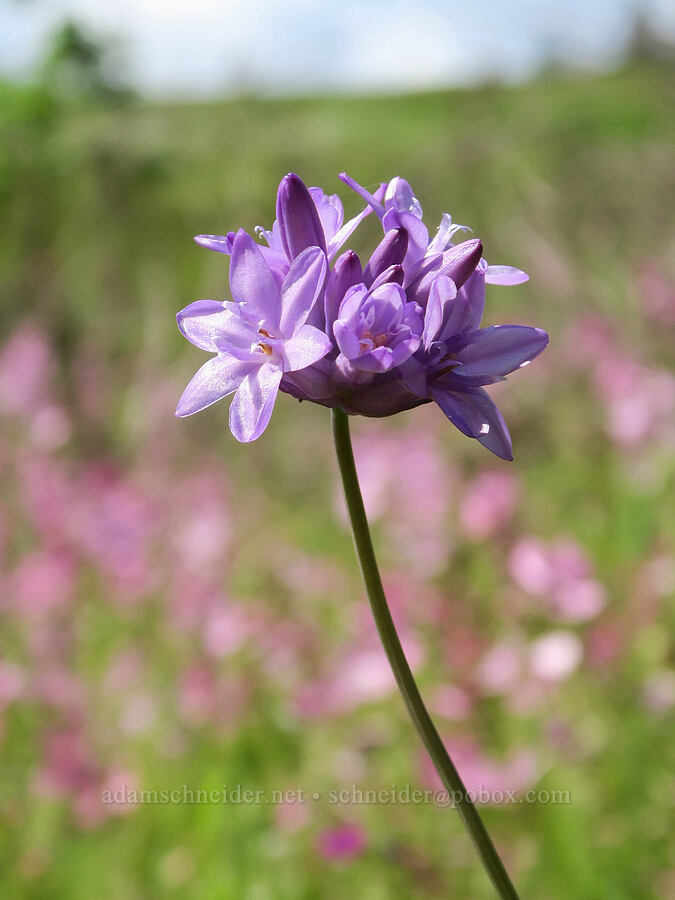 fork-tooth ookow (Dichelostemma congestum (Brodiaea congesta)) [Finley National Wildlife Refuge, Benton County, Oregon]