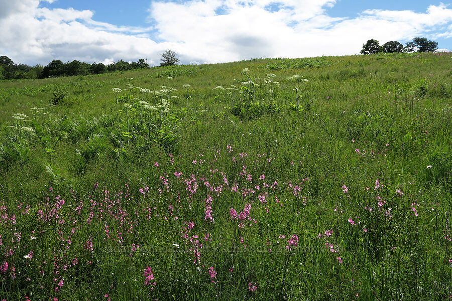 wildflowers (Sidalcea virgata (Sidalcea malviflora ssp. virgata), Heracleum maximum, Chrysanthemum leucanthemum (Leucanthemum vulgare)) [Finley National Wildlife Refuge, Benton County, Oregon]