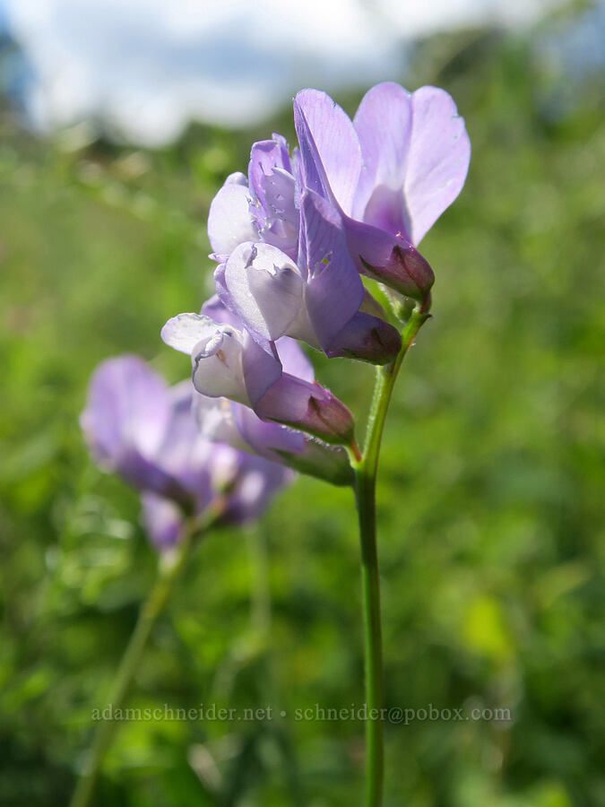 American vetch (Vicia americana) [Finley National Wildlife Refuge, Benton County, Oregon]