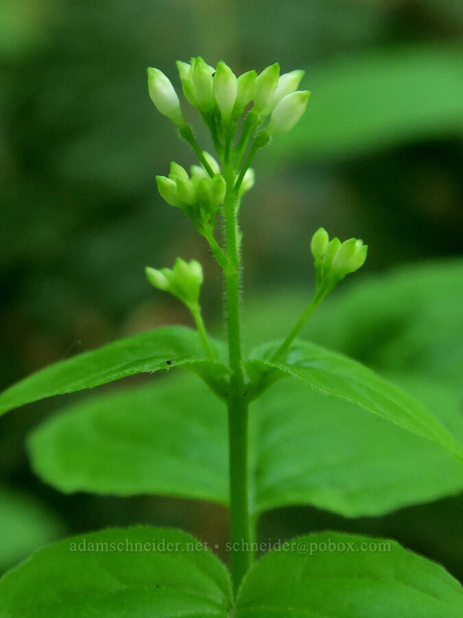 enchanter's nightshade, budding (Circaea alpina ssp. pacifica) [Finley National Wildlife Refuge, Benton County, Oregon]