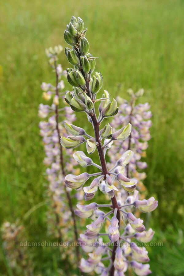 Kincaid's lupine (Lupinus oreganus (Lupinus sulphureus var. kincaidii)) [Finley National Wildlife Refuge, Benton County, Oregon]