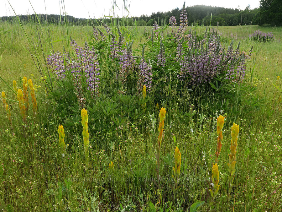 golden paintbrush & Kincaid's lupine (Castilleja levisecta, Lupinus oreganus (Lupinus sulphureus var. kincaidii)) [Finley National Wildlife Refuge, Benton County, Oregon]