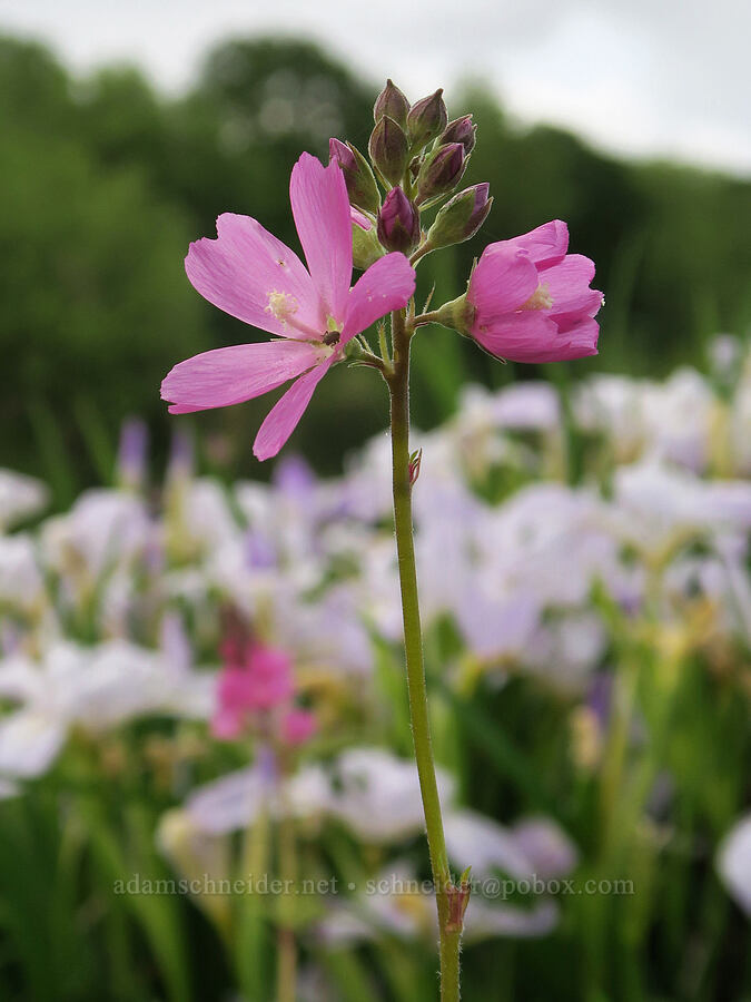 rose checker-mallow (Sidalcea virgata (Sidalcea malviflora ssp. virgata)) [Finley National Wildlife Refuge, Benton County, Oregon]