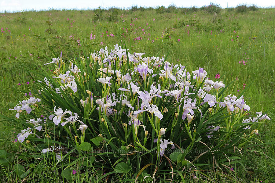 Oregon iris (Iris tenax) [Finley National Wildlife Refuge, Benton County, Oregon]