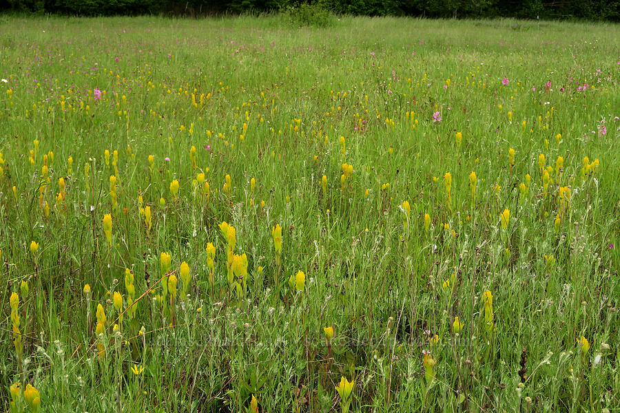 golden paintbrush (Castilleja levisecta) [Finley National Wildlife Refuge, Benton County, Oregon]