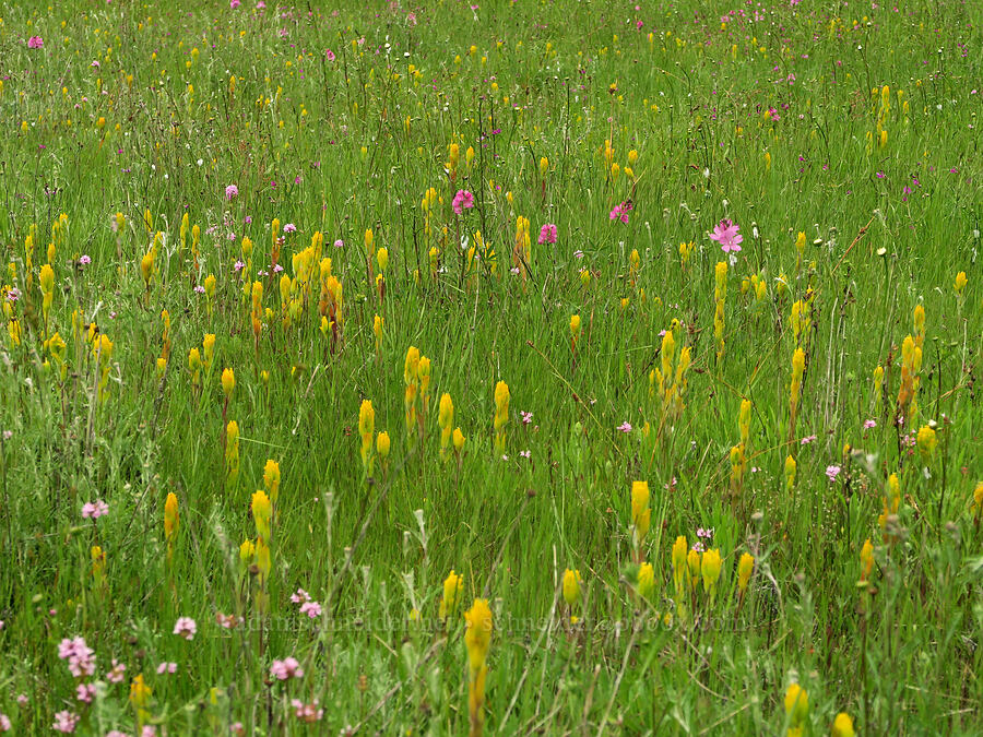 golden paintbrush, checker-mallow, & rosy plectritis (Castilleja levisecta, Sidalcea sp., Plectritis congesta) [Finley National Wildlife Refuge, Benton County, Oregon]