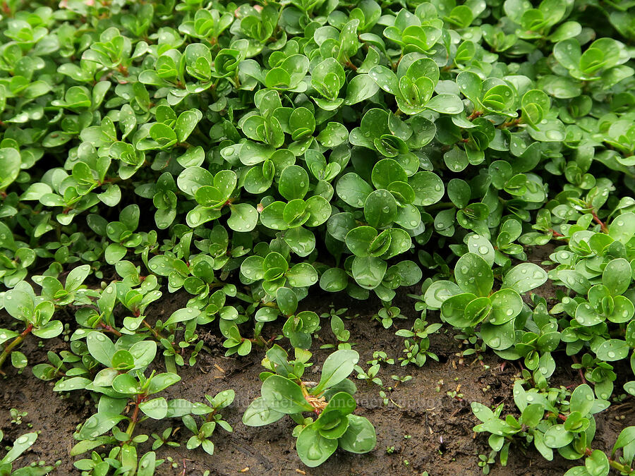 wetland plants [Finley National Wildlife Refuge, Benton County, Oregon]