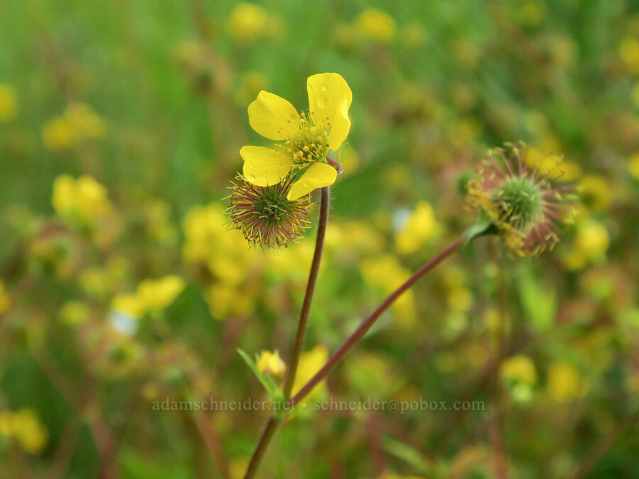 large-leaf avens (Geum macrophyllum) [Finley National Wildlife Refuge, Benton County, Oregon]