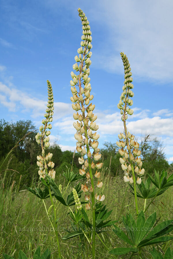 big-leaf lupines (Lupinus polyphyllus) [Finley National Wildlife Refuge, Benton County, Oregon]