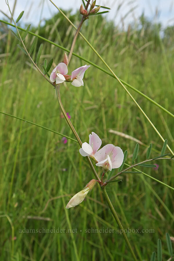 common vetch (Vicia sativa) [Finley National Wildlife Refuge, Benton County, Oregon]