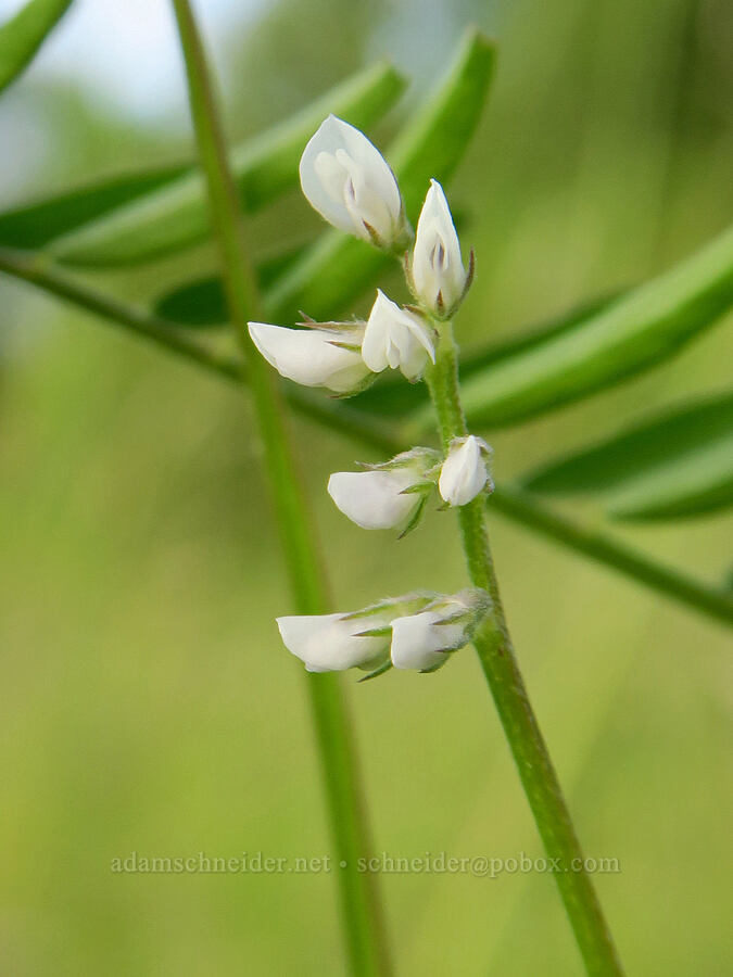 tiny vetch (Vicia hirsuta) [Finley National Wildlife Refuge, Benton County, Oregon]
