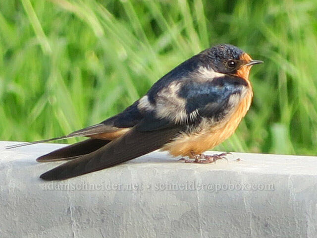 barn swallow (Hirundo rustica) [Finley National Wildlife Refuge, Benton County, Oregon]