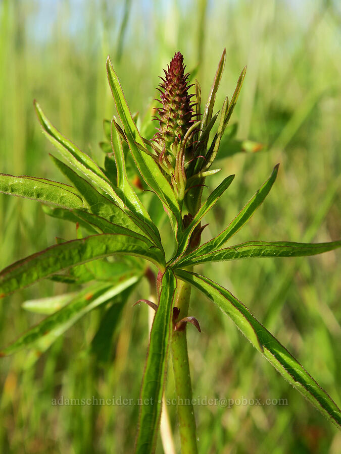 checker-mallow, budding (Sidalcea sp.) [Finley National Wildlife Refuge, Benton County, Oregon]