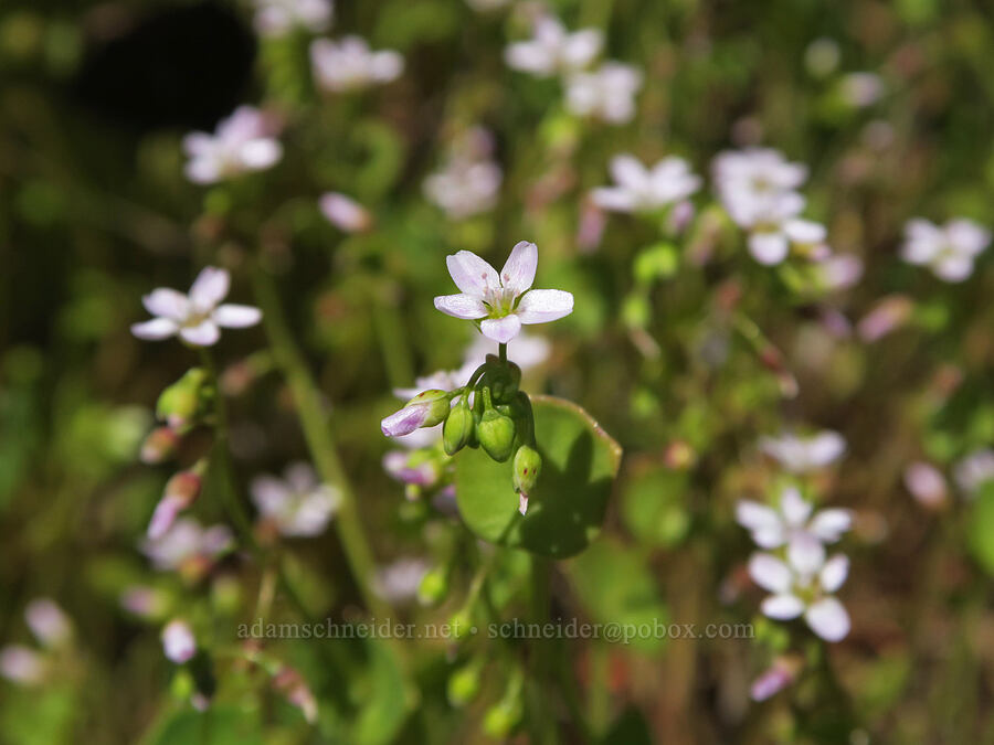 line-leaf miner's lettuce (Claytonia parviflora (Montia parviflora)) [Hood River Mountain Trail, Hood River County, Oregon]