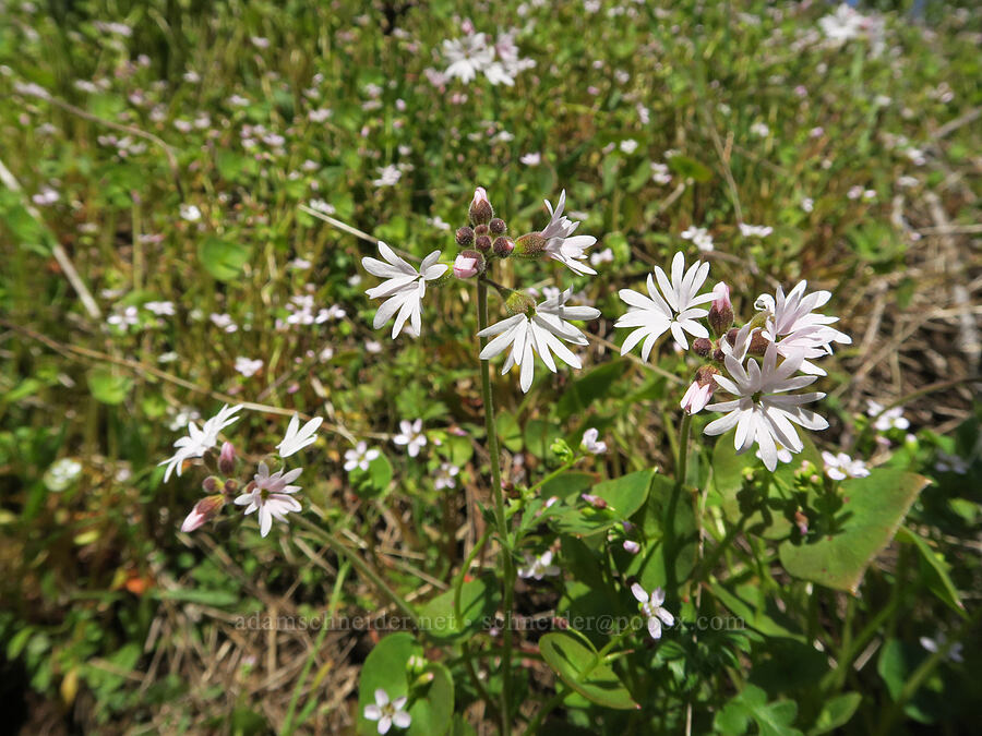 prairie stars (Lithophragma parviflorum) [Hood River Mountain Trail, Hood River County, Oregon]