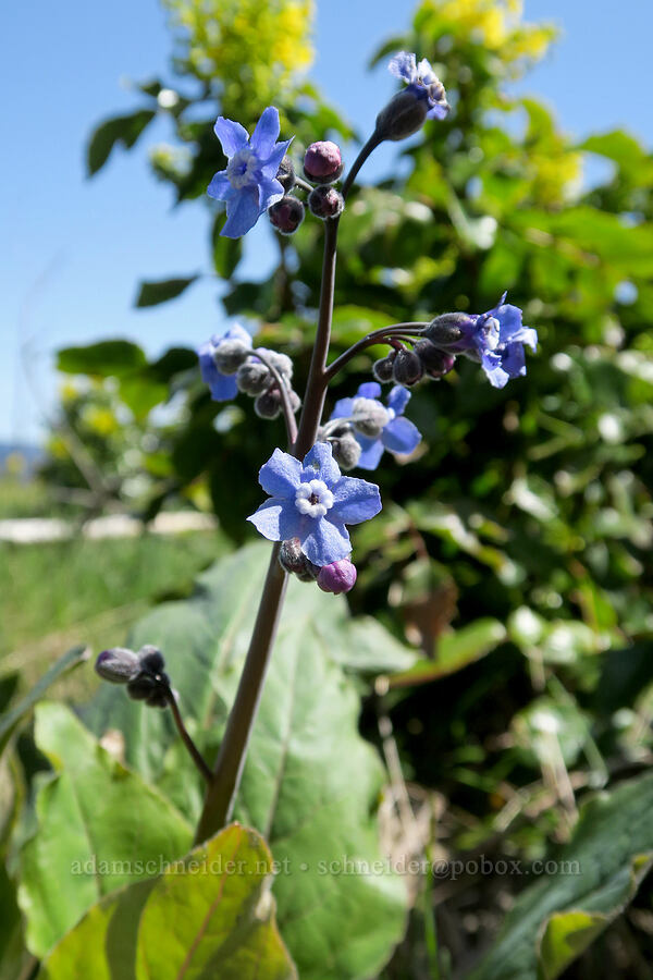 Pacific hound's-tongue (Adelinia grandis (Cynoglossum grande)) [Hood River Mountain Trail, Hood River County, Oregon]