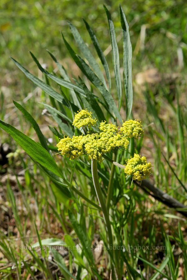 nine-leaf desert parsley (Lomatium triternatum) [Hood River Mountain Trail, Hood River County, Oregon]