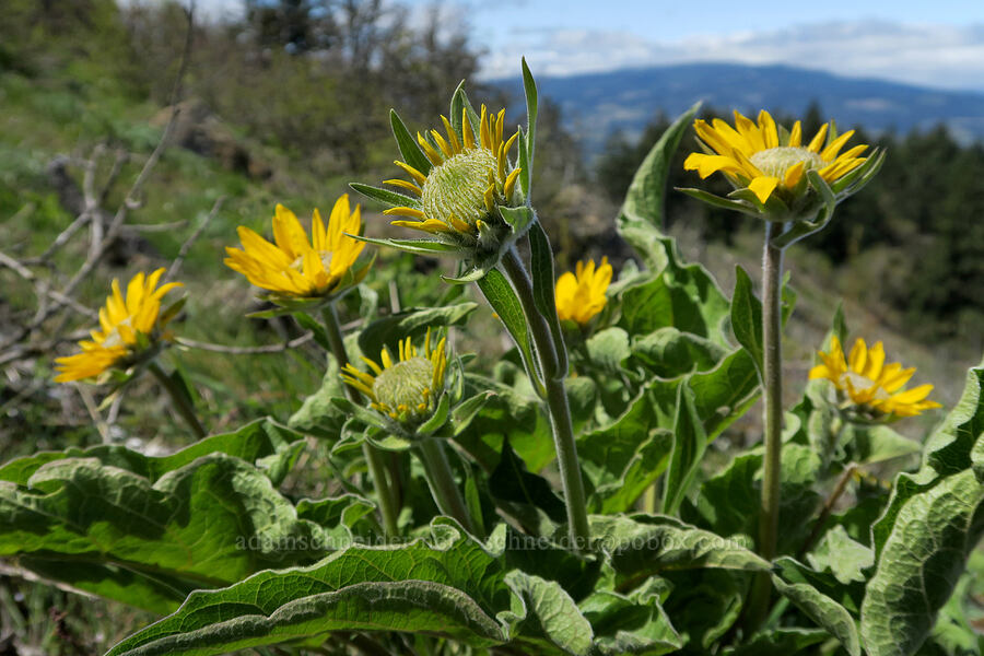 balsamroot (Balsamorhiza sp.) [Hood River Mountain Trail, Hood River County, Oregon]