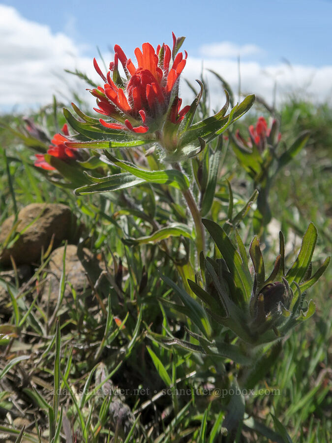 harsh paintbrush (Castilleja hispida var. hispida) [Hood River Mountain Trail, Hood River County, Oregon]