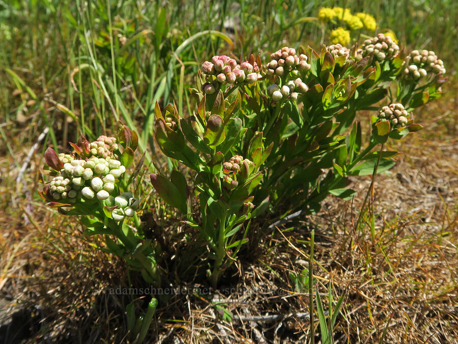 bastard toadflax, budding (Comandra umbellata) [Hood River Mountain Trail, Hood River County, Oregon]