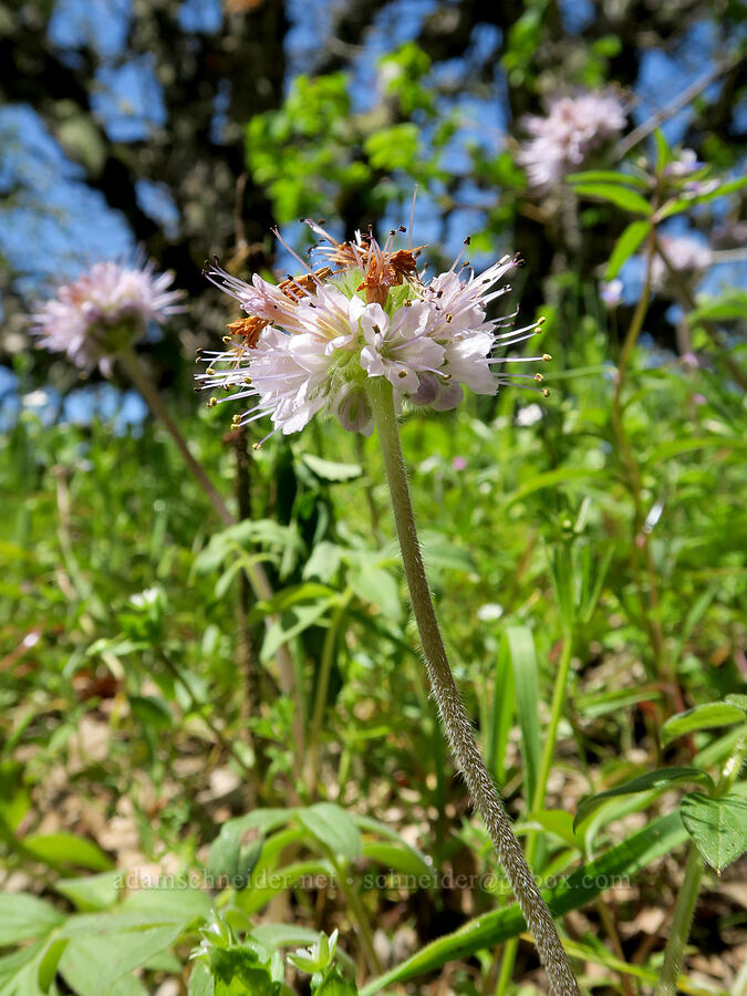 ball-head waterleaf (Hydrophyllum capitatum var. thompsonii) [Hood River Mountain Trail, Hood River County, Oregon]
