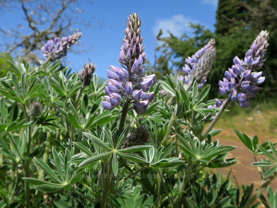 Columbia Gorge lupines (Lupinus latifolius x sericeus (Lupinus sericeus var. thompsonianus)) [Hood River Mountain Trail, Hood River County, Oregon]