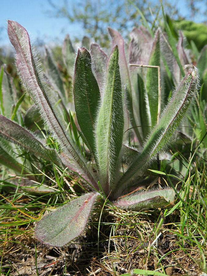 Scouler's hawkweed leaves (Hieracium scouleri (Pilosella scouleri)) [Hood River Mountain Trail, Hood River County, Oregon]