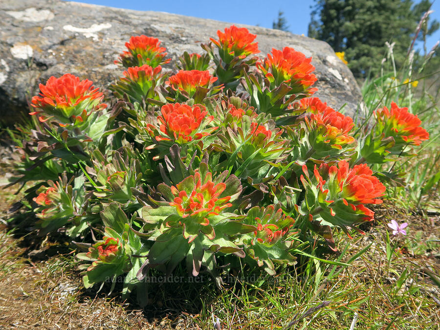 harsh paintbrush (Castilleja hispida var. hispida) [Hood River Mountain Trail, Hood River County, Oregon]