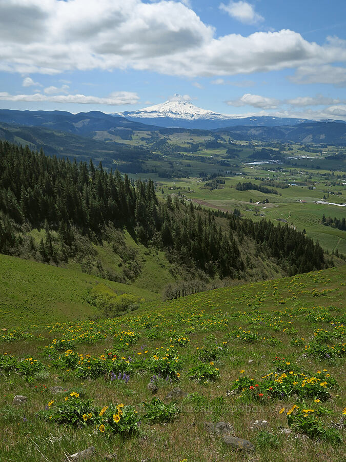 Mount Hood & the Hood River Valley [Hood River Mountain Trail, Hood River County, Oregon]