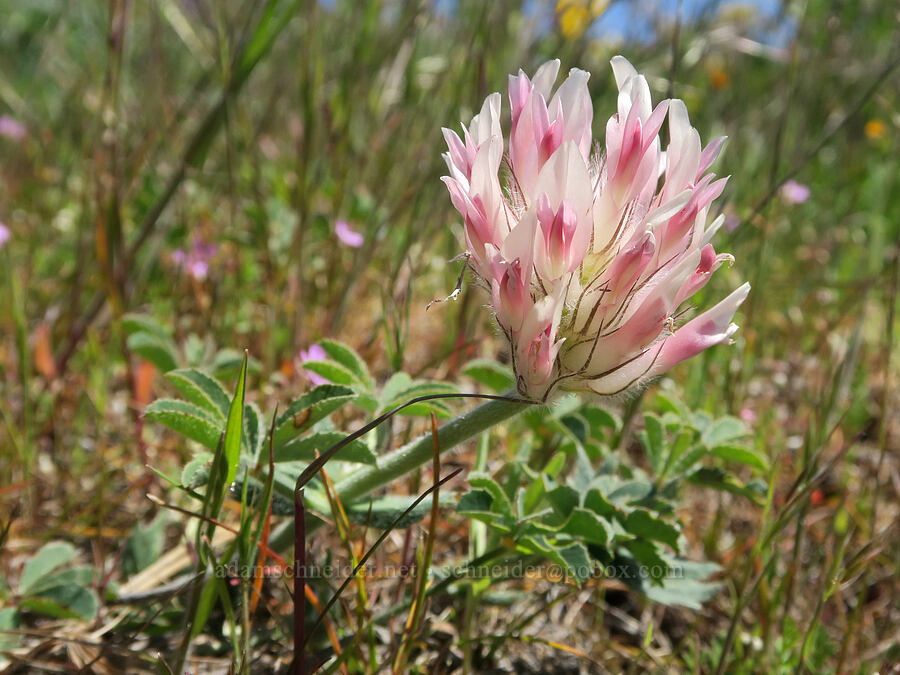 big-head clover (Trifolium macrocephalum) [Hood River Mountain Trail, Hood River County, Oregon]