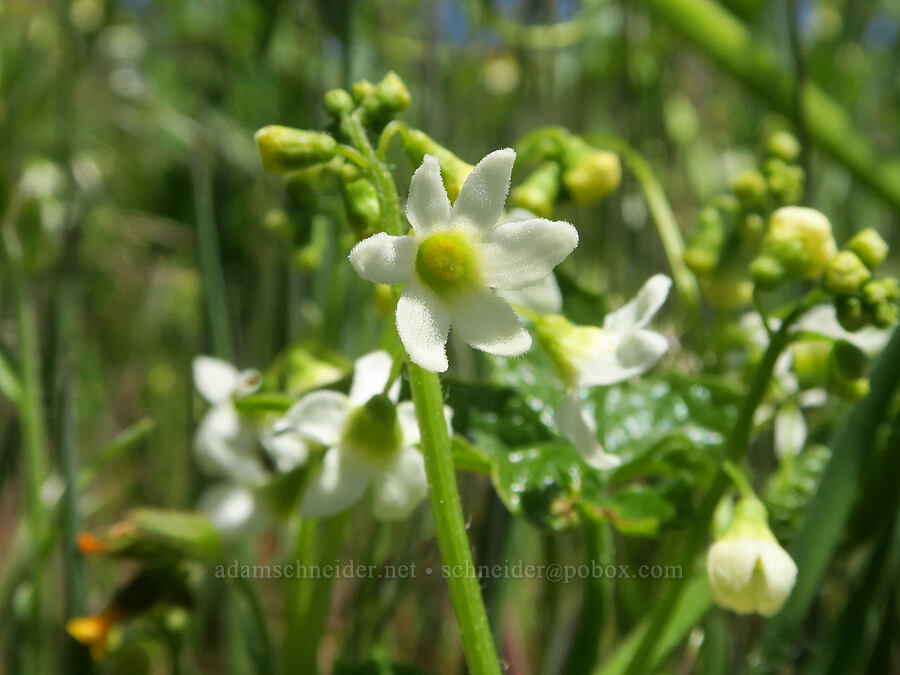 coastal manroot (Marah oregana (Marah oreganus)) [Hood River Mountain Trail, Hood River County, Oregon]
