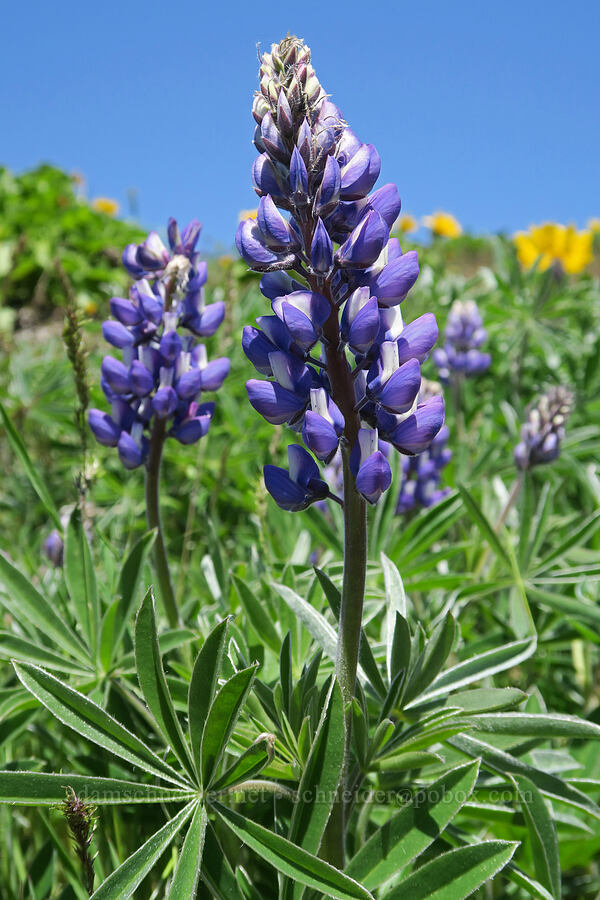 Columbia Gorge lupines (Lupinus latifolius x sericeus (Lupinus sericeus var. thompsonianus)) [Hood River Mountain Trail, Hood River County, Oregon]