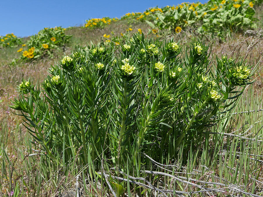 Columbia puccoon (Lithospermum ruderale) [Hood River Mountain Trail, Hood River County, Oregon]