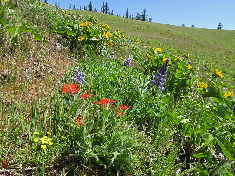 wildflowers (Castilleja hispida, Lupinus sp., Balsamorhiza sp., Lomatium brevifolium (Lomatium triternatum var. brevifolium)) [Hood River Mountain Trail, Hood River County, Oregon]