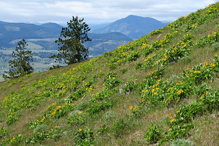 balsamroot (Balsamorhiza sp.) [Hood River Mountain Trail, Hood River County, Oregon]