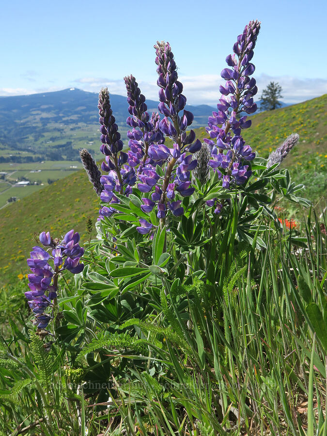 Columbia Gorge lupines (Lupinus latifolius x sericeus (Lupinus sericeus var. thompsonianus)) [Hood River Mountain Trail, Hood River County, Oregon]