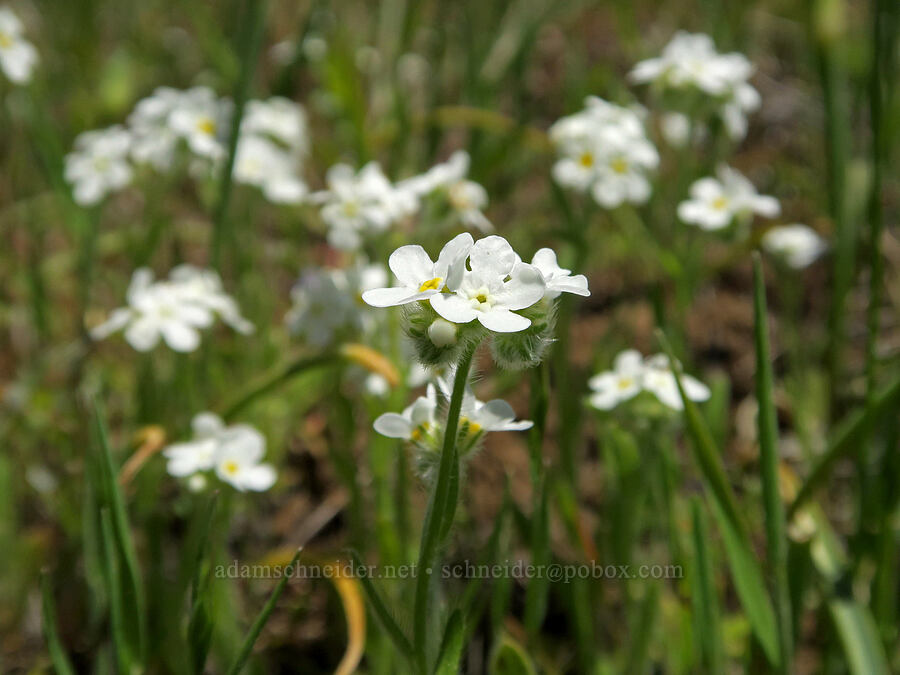 common cryptantha (Cryptantha intermedia) [Hood River Mountain Trail, Hood River County, Oregon]