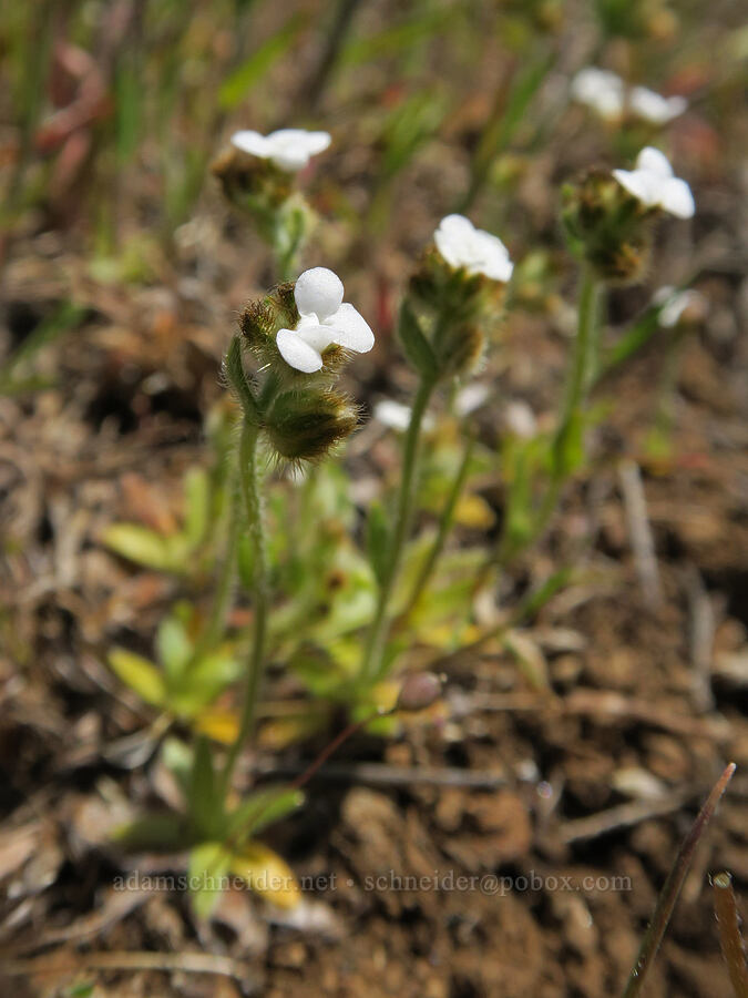 slender popcorn flower (Plagiobothrys tenellus) [Hood River Mountain Trail, Hood River County, Oregon]