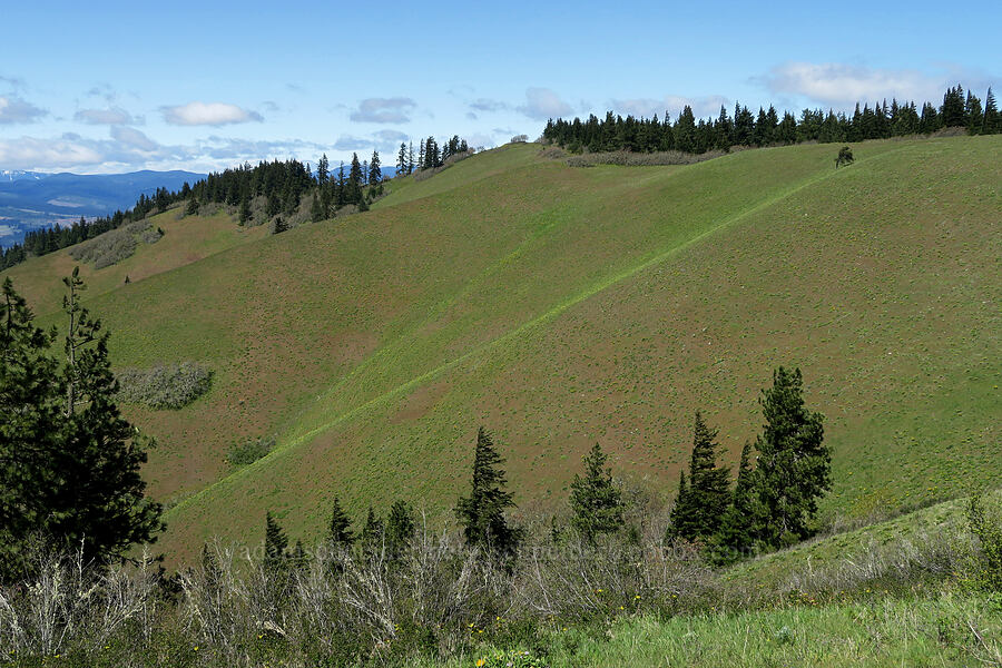 Hood River Mountain [Hood River Mountain Trail, Hood River County, Oregon]