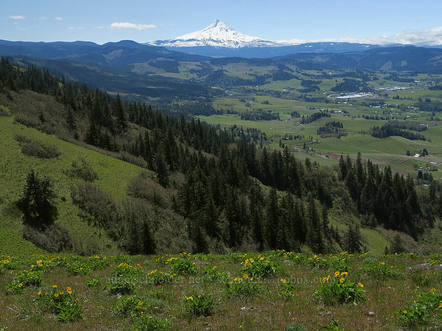 Mount Hood & the Hood River Valley [Hood River Mountain Trail, Hood River County, Oregon]