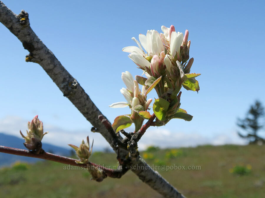 serviceberry flowers (Amelanchier alnifolia) [Hood River Mountain Trail, Hood River County, Oregon]