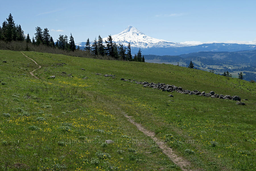 buttercups & Mt. Hood (Ranunculus occidentalis) [Hood River Mountain Trail, Hood River County, Oregon]