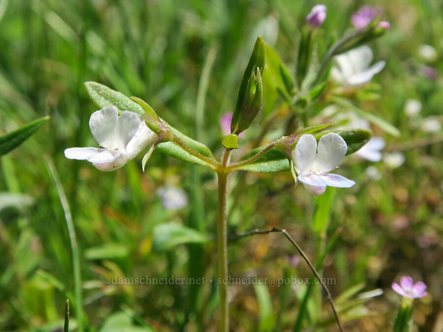 very white blue-eyed-Mary (Collinsia parviflora) [Hood River Mountain Trail, Hood River County, Oregon]