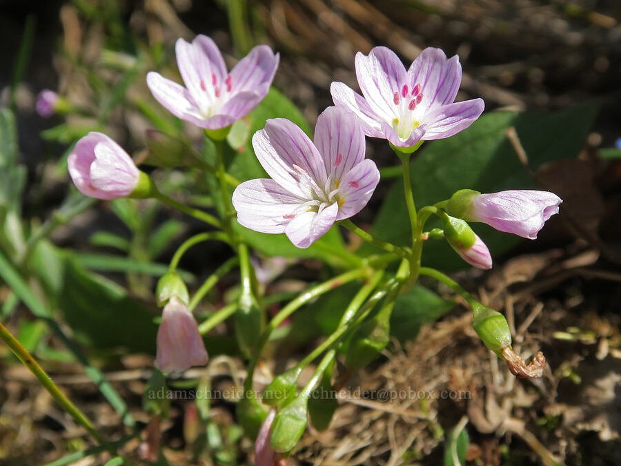 lance-leaf spring-beauty (Claytonia lanceolata) [Hood River Mountain Trail, Hood River County, Oregon]
