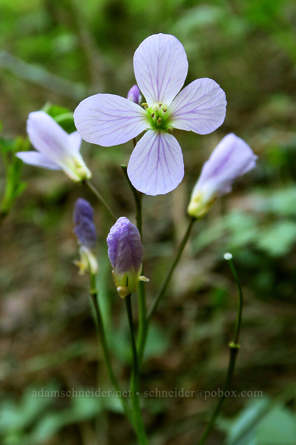 oaks toothwort (Cardamine nuttallii) [Hood River Mountain Trail, Hood River County, Oregon]